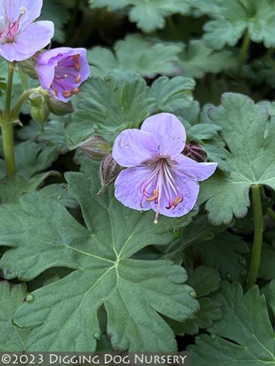 Geranium macrorrhizum Bevans Variety