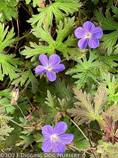 Geranium pratense ‘Kaya’