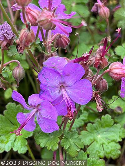 Geranium cantabrigiense ‘Rosalina’