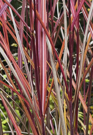 Miscanthus sinensis Kaskade