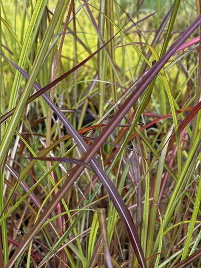 Miscanthus sinensis Rotsilber