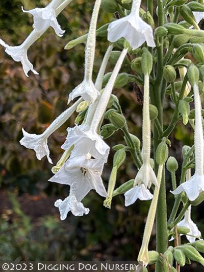 Nicotiana sylvestris