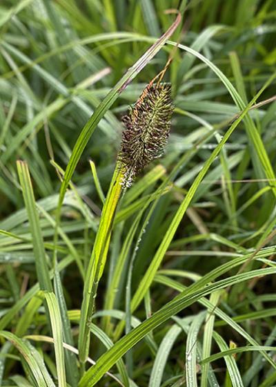 Pennisetum alopecuroides Ginger Love