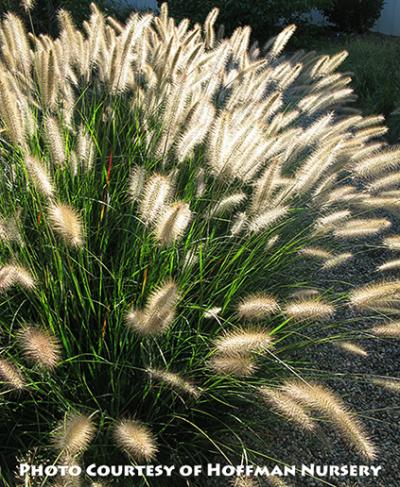 Pennisetum alopecuroides ‘Cassian’