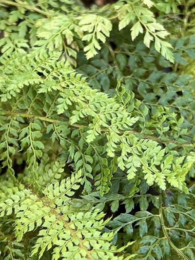 Polystichum setiferum ‘Herrenhausen’