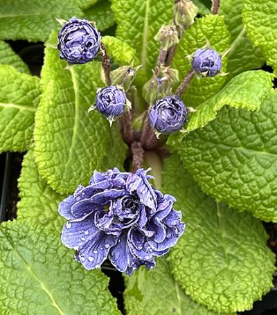 Primula Blue Sapphire