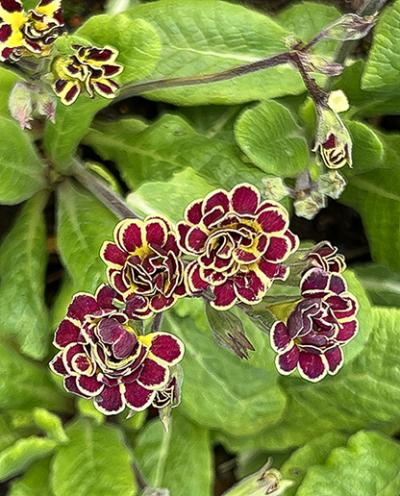 Primula Elizabeth Killelay