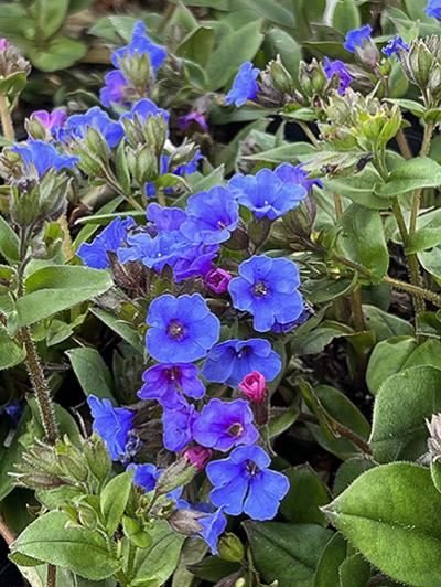 Pulmonaria saccharata 'Silver Streamers' Lungwort