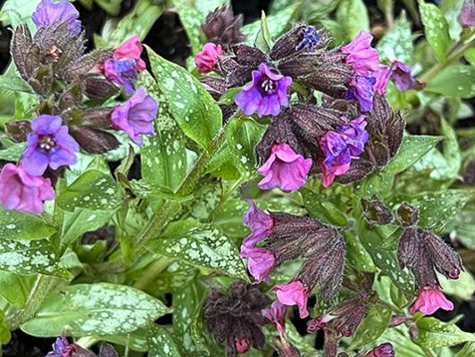 Pulmonaria 'Silver Streamers