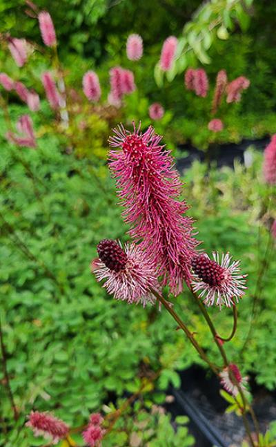 Sanguisorba menziesii ‘Wake Up’ at Digging Dog Nursery