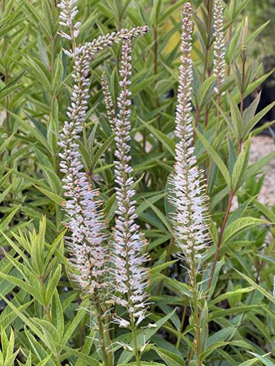 Veronicastrum virginicum Album