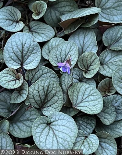 Viola walteri Silver Gem