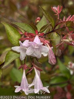 <i>Abelia</i> ‘Edward Goucher’