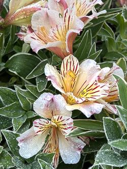 <i>Alstroemeria</i> ‘Princess Fabiana’