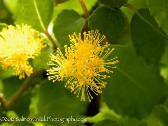 <i>Azara dentata</i>