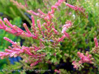 <i>Calluna vulgaris</i> ‘Flamingo’