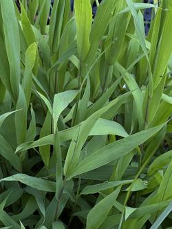 <i>Chasmanthium latifolium</i>