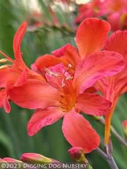 <i>Crocosmia</i> ‘Okavango’