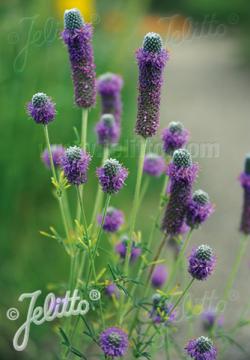 <i>Dalea purpurea</i> ‘Stephanie’