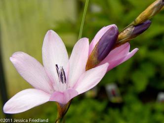 Genus Dierama (Fairy Wand Flower) at Digging Dog Nursery