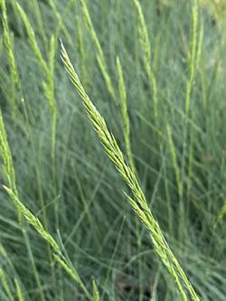 <i>Festuca ssp.</i> ‘Eilers Beauty’