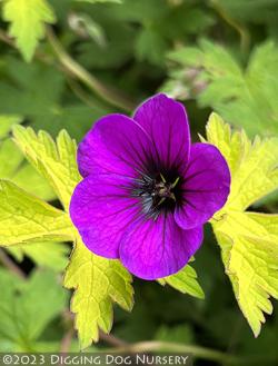 Geranium Buddy Studs Single