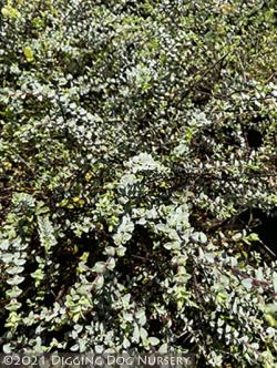 Organic Lavandula angustifolia 'Sarah' Sarah Lavender Plants from Mountain  Valley Growers
