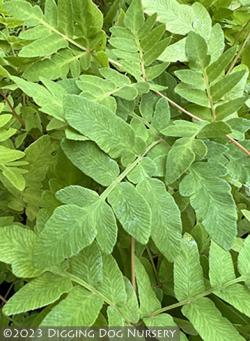 <i>Osmunda regalis</i> ‘Purpurascens’