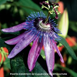 <i>Passiflora</i> x ‘Lavender Lady’