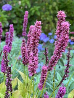 Perennials N-P at Digging Dog, Nepeta, Penstemon