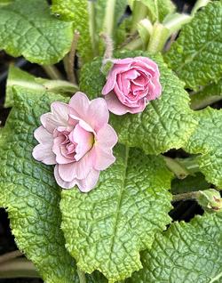 <i>Primula</i> ‘Sue Jervis’