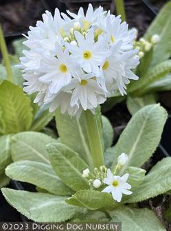 <i>Primula denticulata</i> var. <i>Alba</i>
