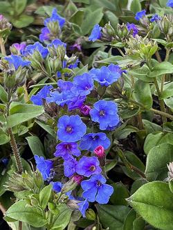 <i>Pulmonaria angustifolia</i> ‘Blaues Meer’