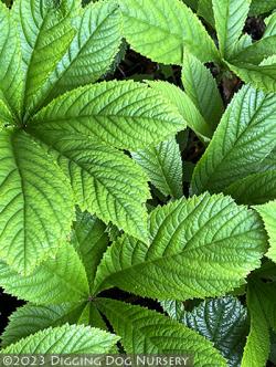 <i>Rodgersia pinnata</i> ‘Elegans’