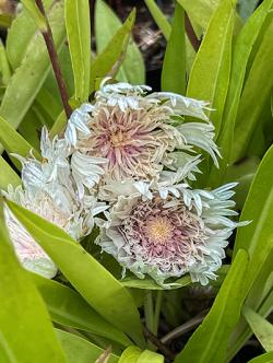 <i>Stokesia laevis</i> ‘Mary Gregory’