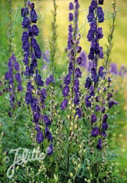 <i>Aconitum</i> ‘Newry Blue’